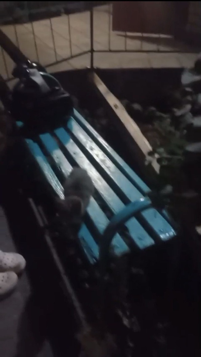 В такой темноте кто-то заметил полосатого котенка, а кто-то и днем проходит мимо разноцветных и ярких. Фото из архива автора