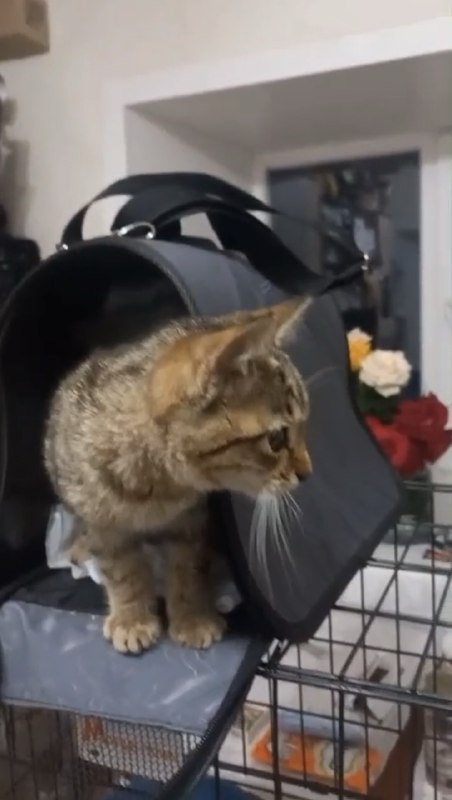 В кошкином доме еще стоят подаренные мне цветы, а кошек приходится ставить уже прямо на стол. Фото из архива автора