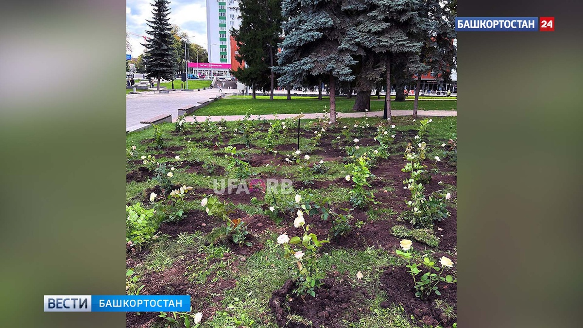    В Уфе начали воровать белые розы, высаженные в память о Юрии Шатунове