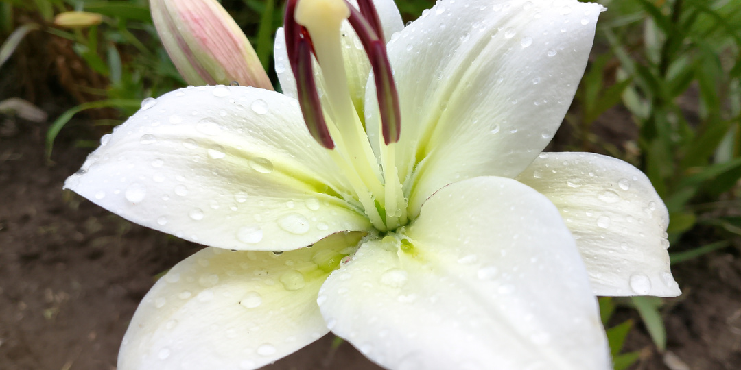 Вернулась в вышивку. Какие планы