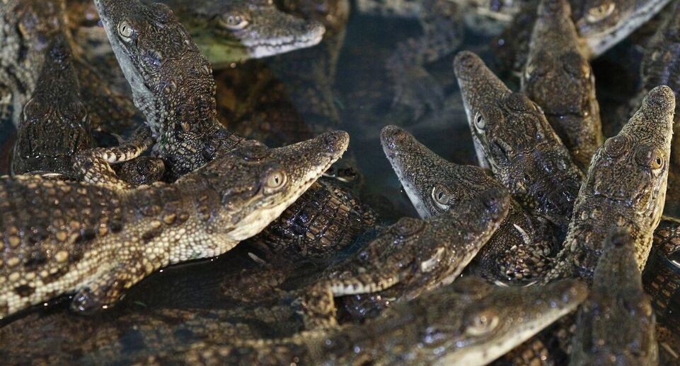    РИА «Новости»