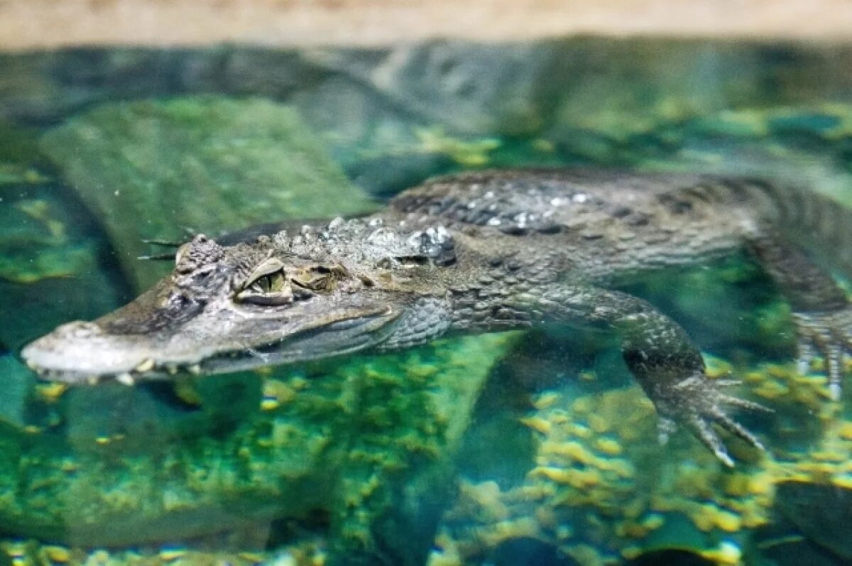    При пожаре в зоопарке под Краснодаром погибли 28 крокодилов и черепаха