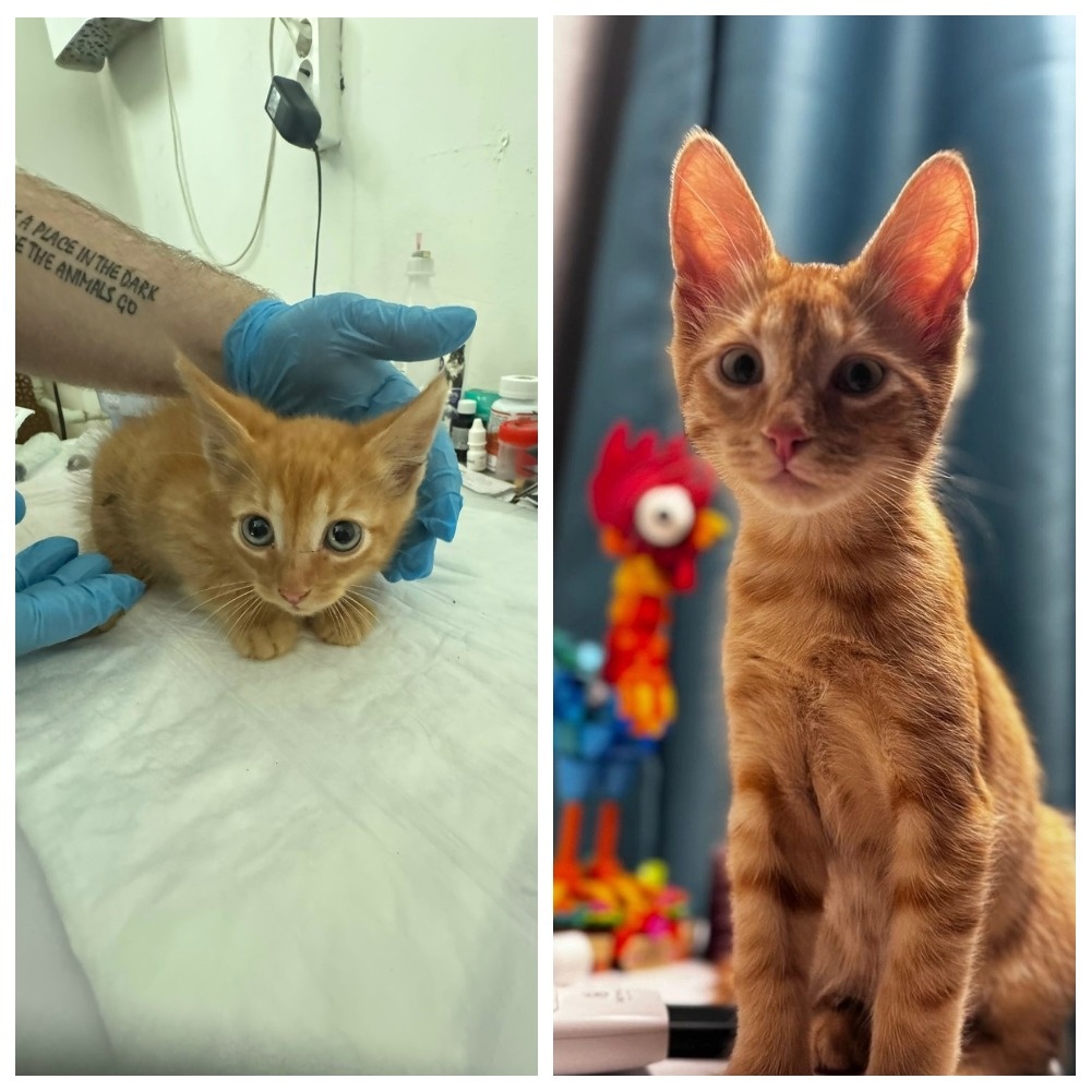 Милый трёхмесячный Лучок обрёл свою семью 01 августа 2025 года.