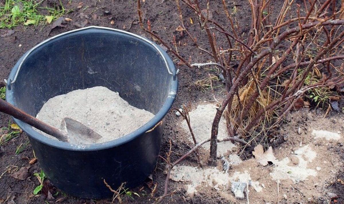 Древесная зола