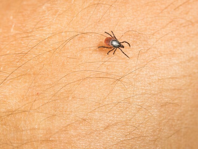    Фото: 123RF/lightpoet