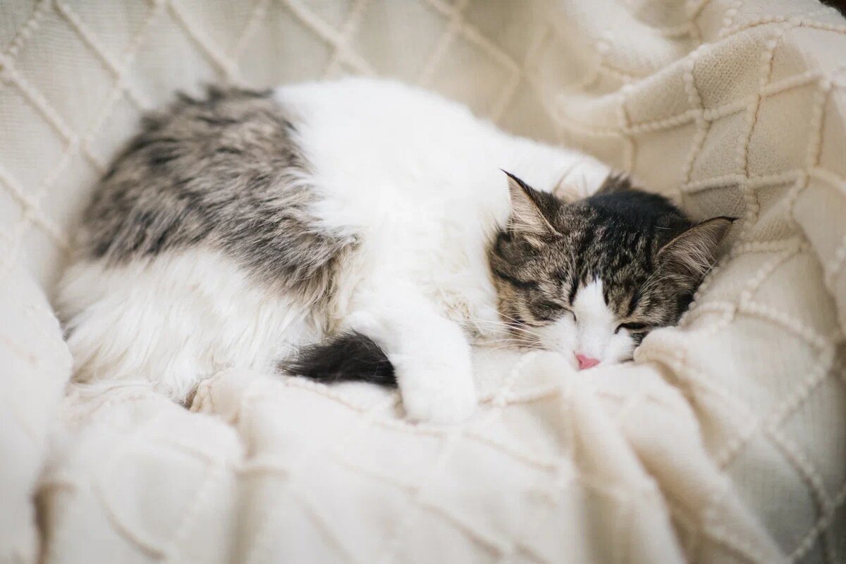 Имка в поисках любящего дома
