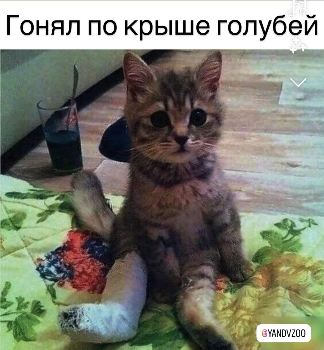 Когда в душе ты — настоящий тигр, но реальность напоминает, что ты всё-таки кот... 
Поймал голубя? Нет, только гипс и уважение всей рыжей братии!
Теперь в подъезде я не только гроза голубей, но и главный кот-каскадёр! 