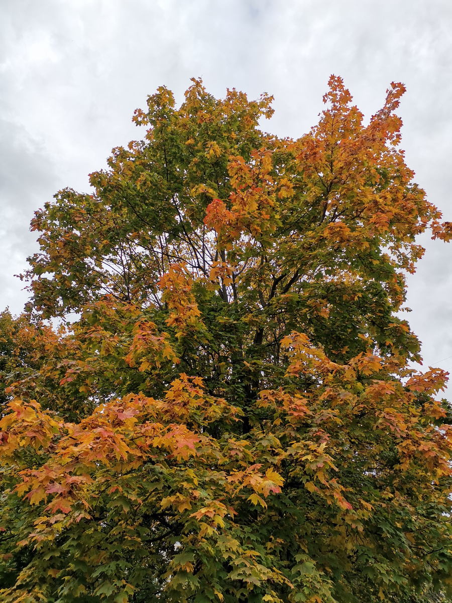 Пришла осень. Деревья сбрасывают листву. От кого или от чего они спасаются? Им страшно? Да!