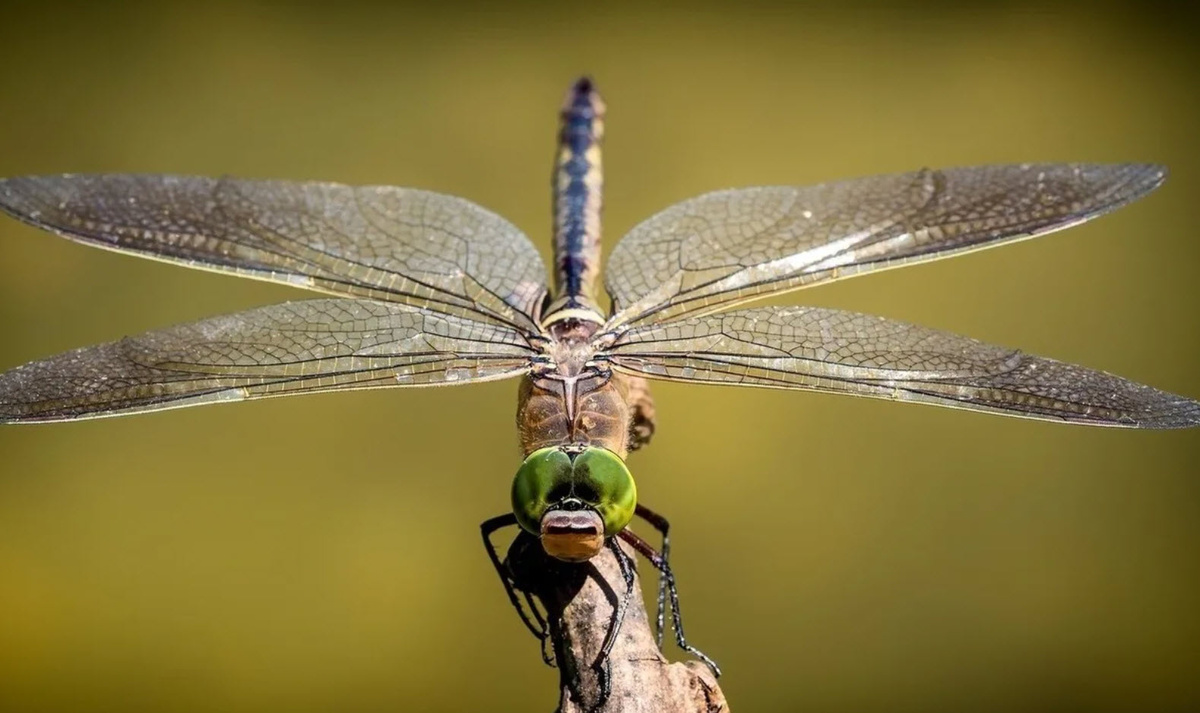 Красивая стрекоза