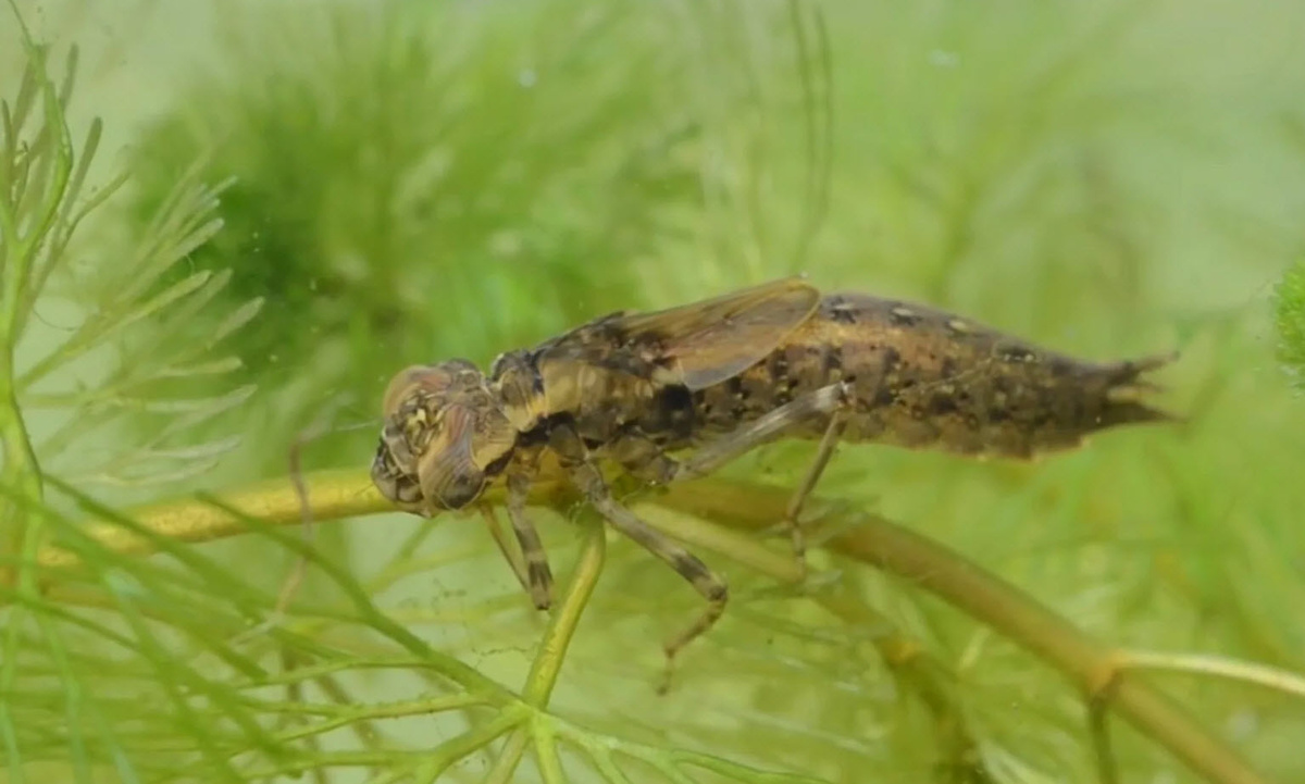 Личинка стрекозы (нимфа).