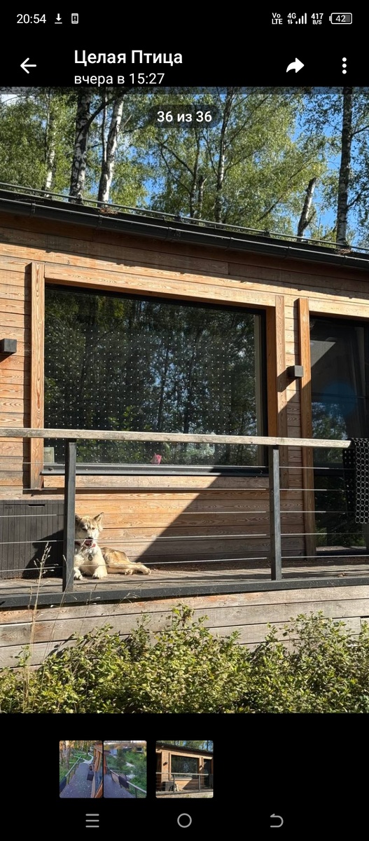 Окна с такой гравировкой или с подобными наклейками на окна (с внешней стороны) спасают птиц от столкновения и гибели. Спасибо людям изготавливающим и применяющим подобные способы защиты птиц. ( Фото из телеграмканала "Целая птица").