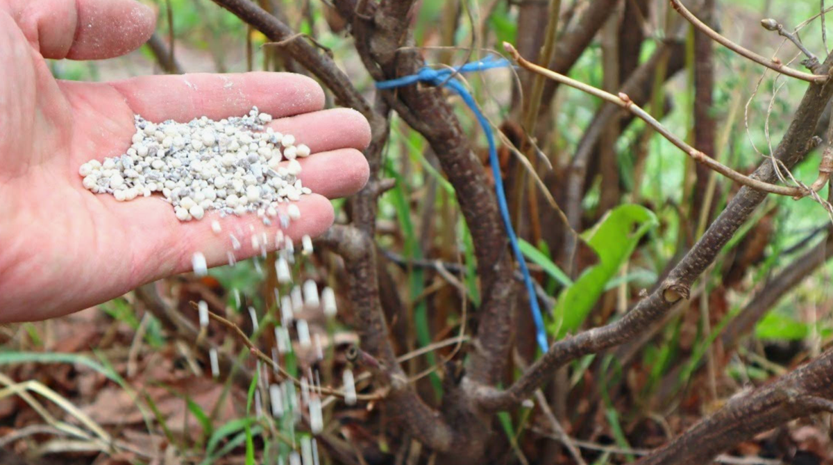подкормка смородины осенью