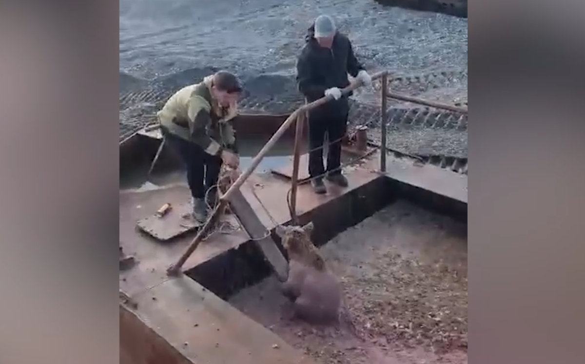     / Источник: Кадр из видео