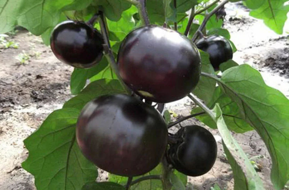 Фото из свободного доступа. Грибное удовольствие - очень хотелось такой нафаршировать.