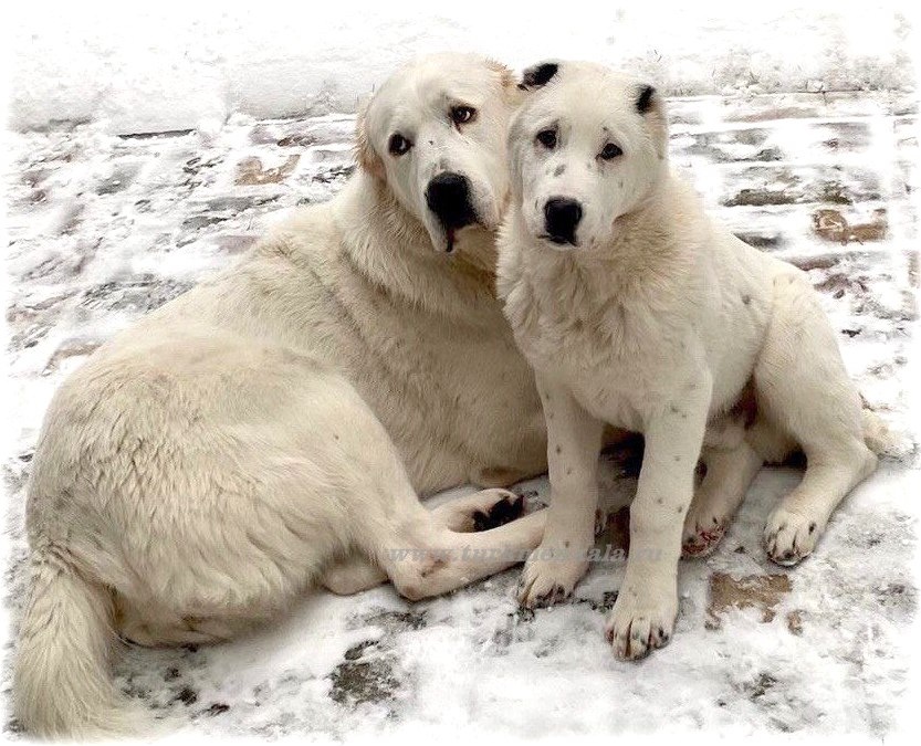 На фото: Туркмен Кала Онлук-II (Рони) со своим юным сыном Туркмен Кала Мергеном.