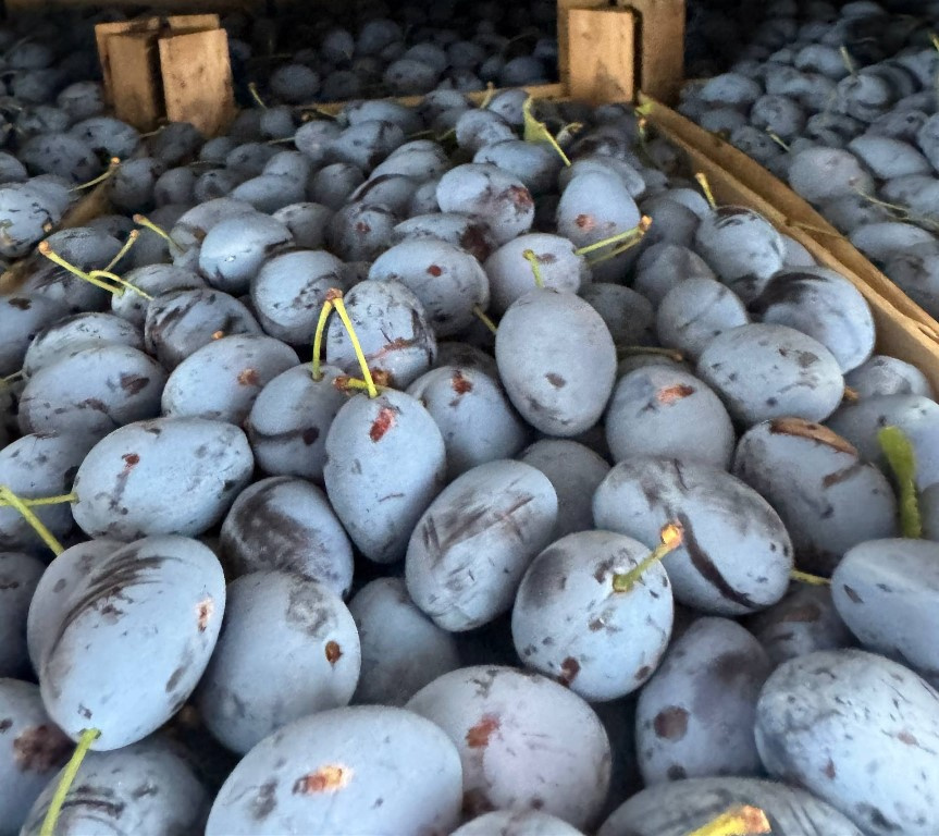 Фото: пресс-служба Северо-Западного межрегионального управления Россельхознадзора