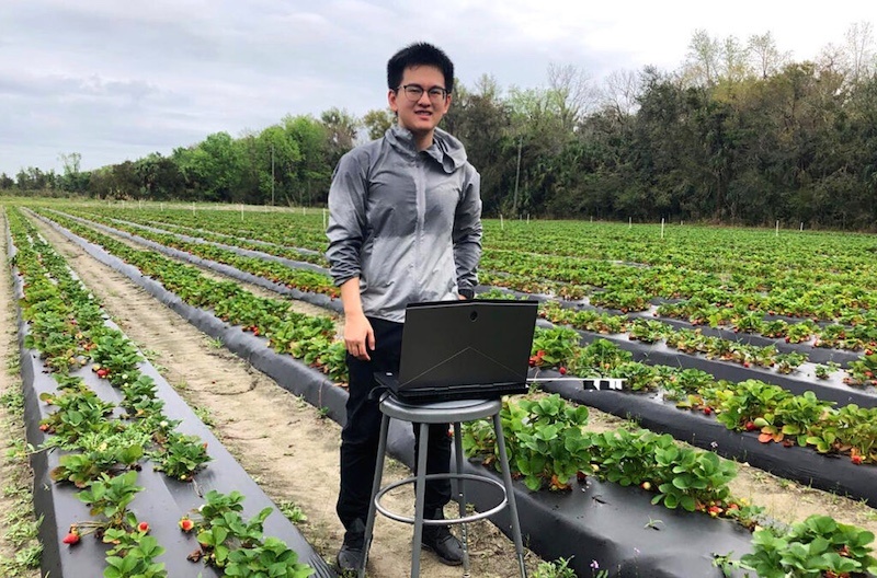 Учёные из Университета штата Вашингтон создали машину, способную находить и собирать «спрятанные» ягоды