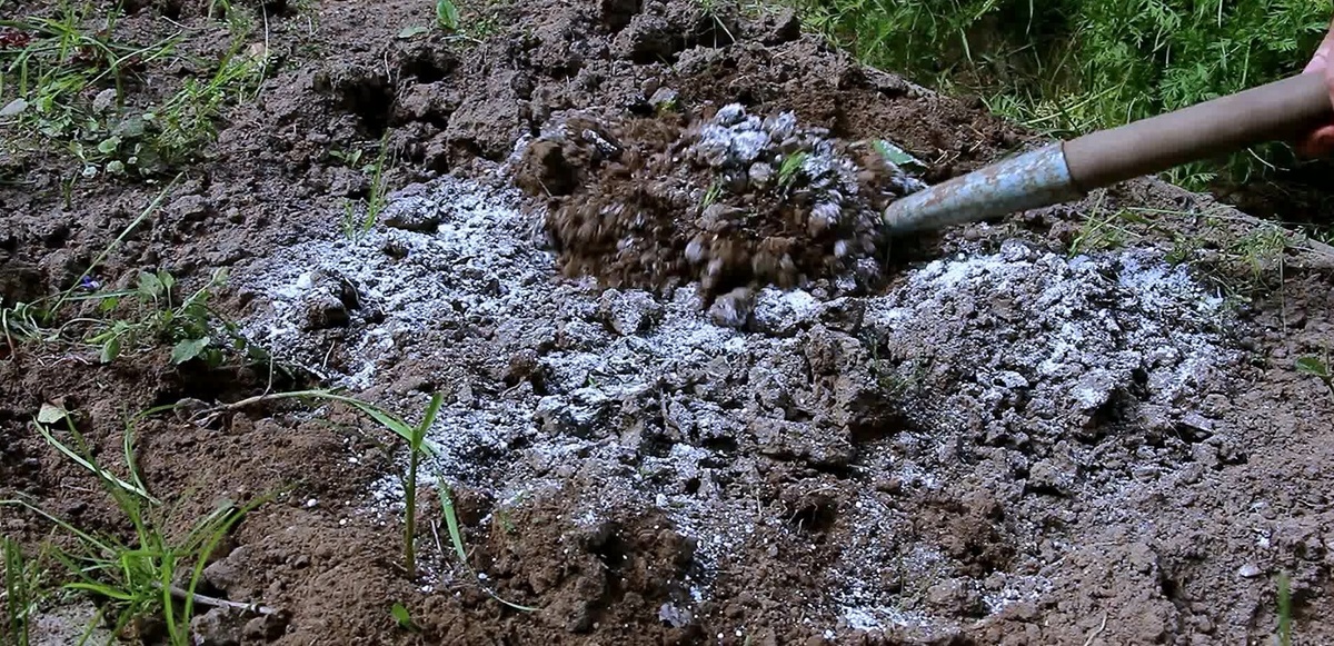 Натуральная дезинфекция почвы: чем пролить грядки осенью, чтобы избежать болезней в следующем сезоне. Фото автора