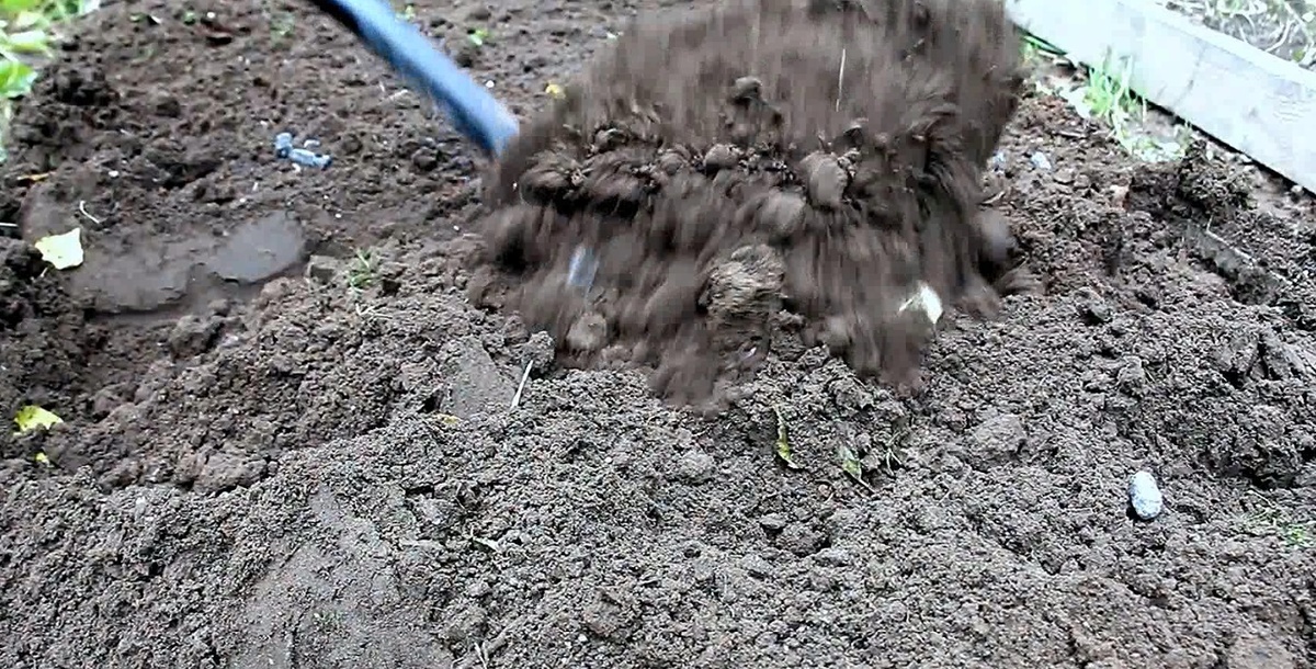 Натуральная дезинфекция почвы: чем пролить грядки осенью, чтобы избежать болезней в следующем сезоне. Фото автора