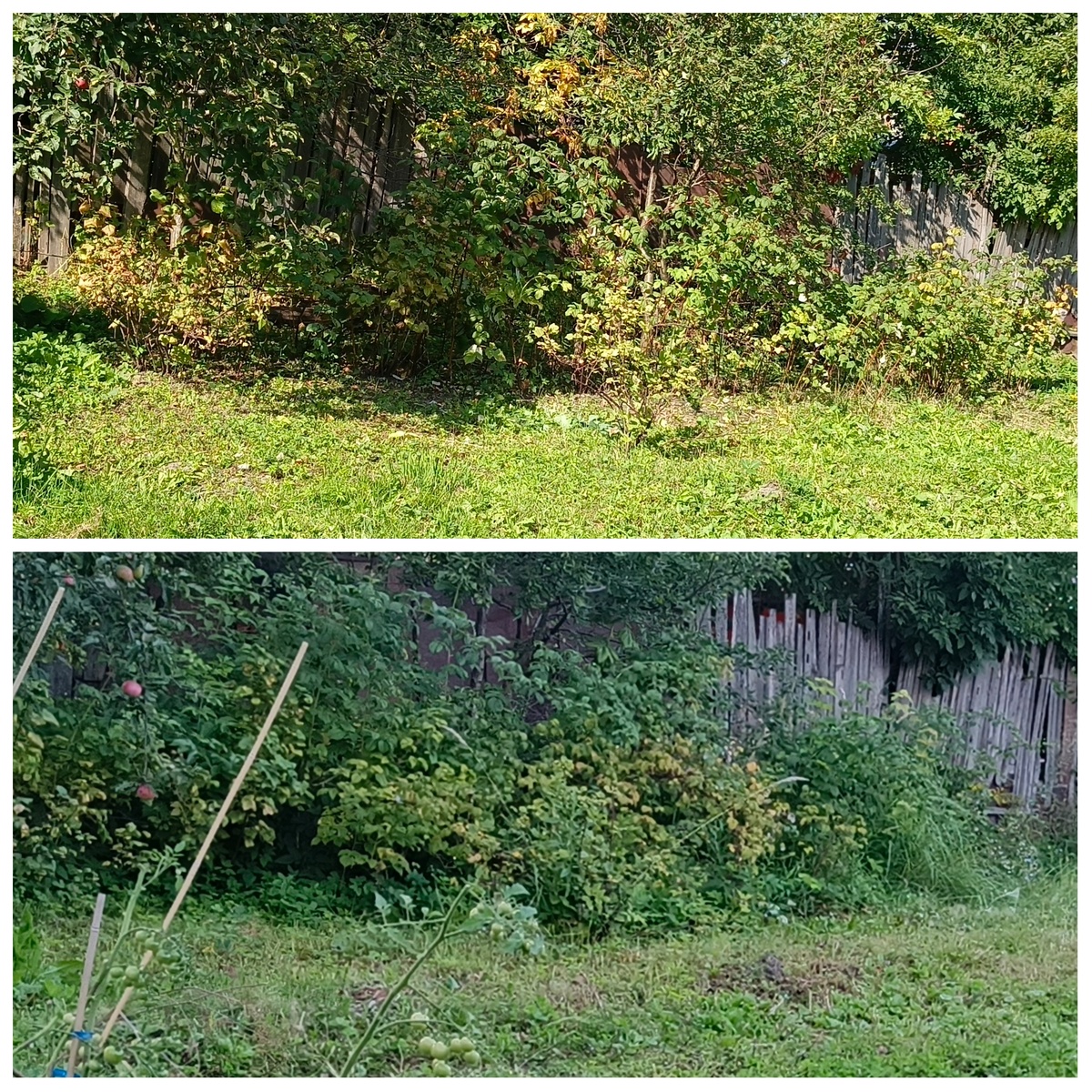 Фото до я опять не сделала, взяла с видом на кусты со времен первого покоса. Томатики еще стоят 😍