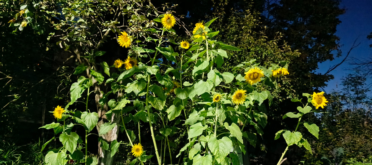 Подсолнухи в свете фонаря смотрелись шикарно 😍 сейчас они уже поломались от заморозков.