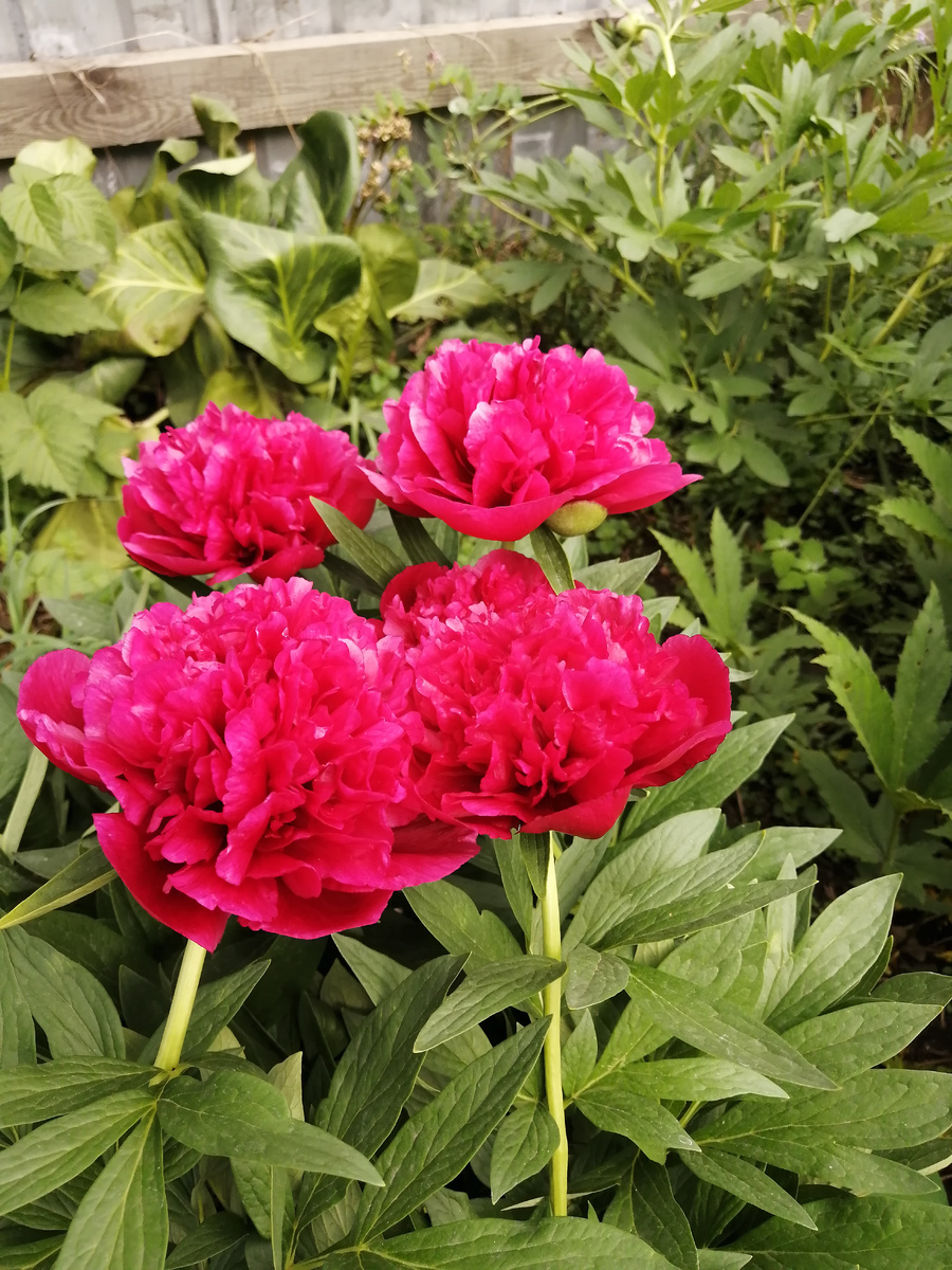 Молодые кустики пионов, первый раз набрали цвет