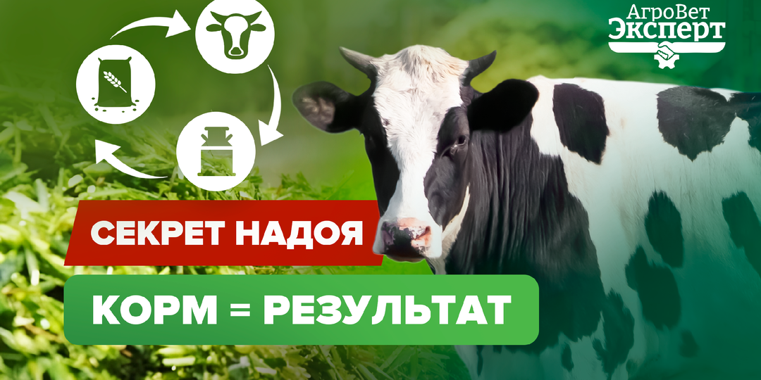Кормление коров: рационы и продуктивность