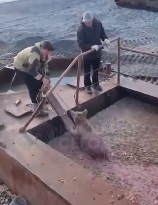 Фото: Скриншот с видео Владимира Шаблия