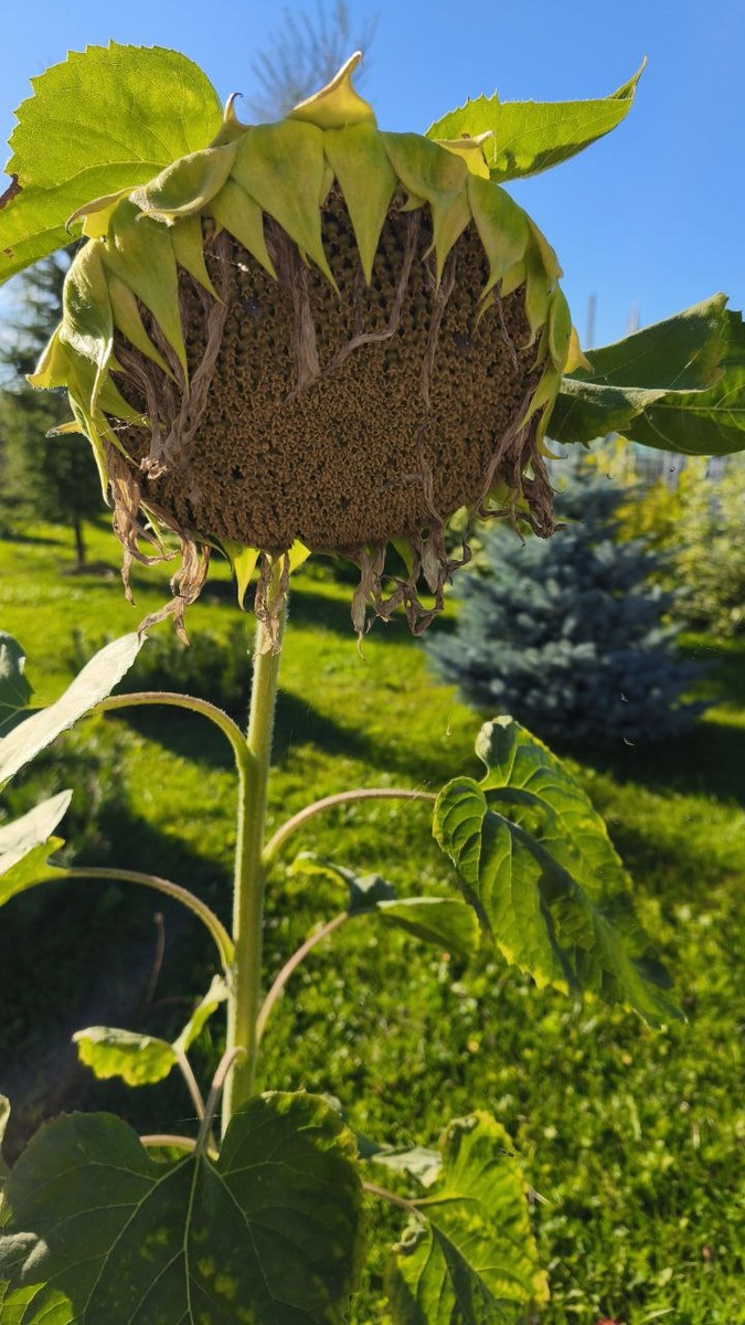 О долгах - Евгения Бровкина | Блогер в 60+