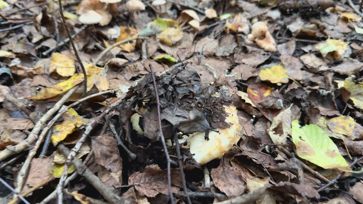 Наши первые прятки с груздями в этом году.