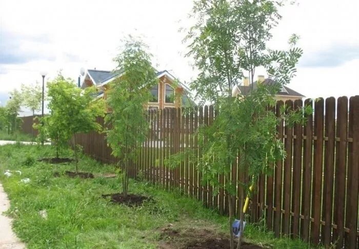 Что делать, если сосед насадил деревья рядом с вашим участком?