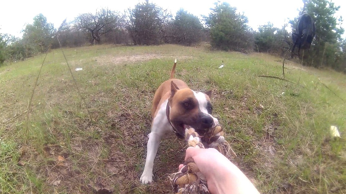 Амстафф Трейси перетягивает канат.