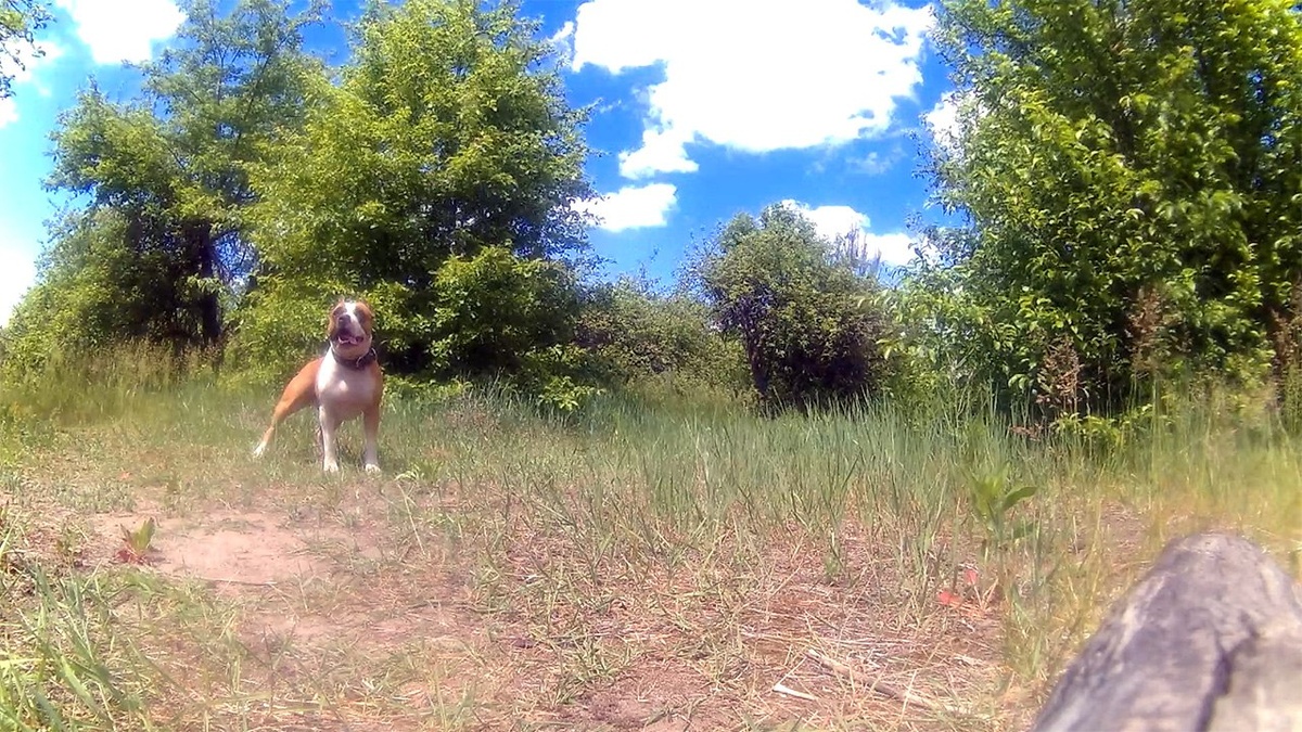 Амстафф Трейси на выгуле в яблочном саду.