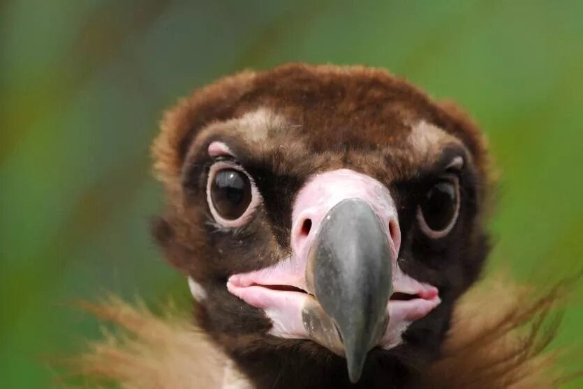 Фото: Зоопарк Челябинска