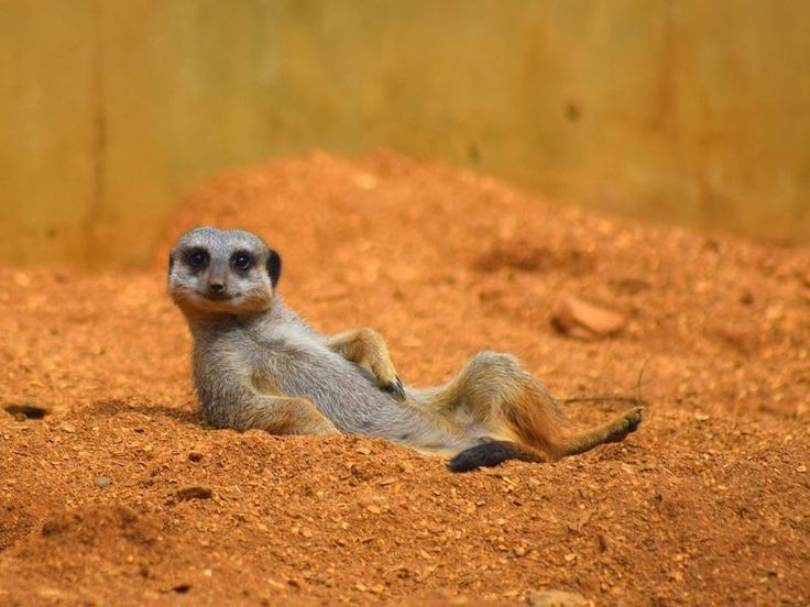 А вот позирует!