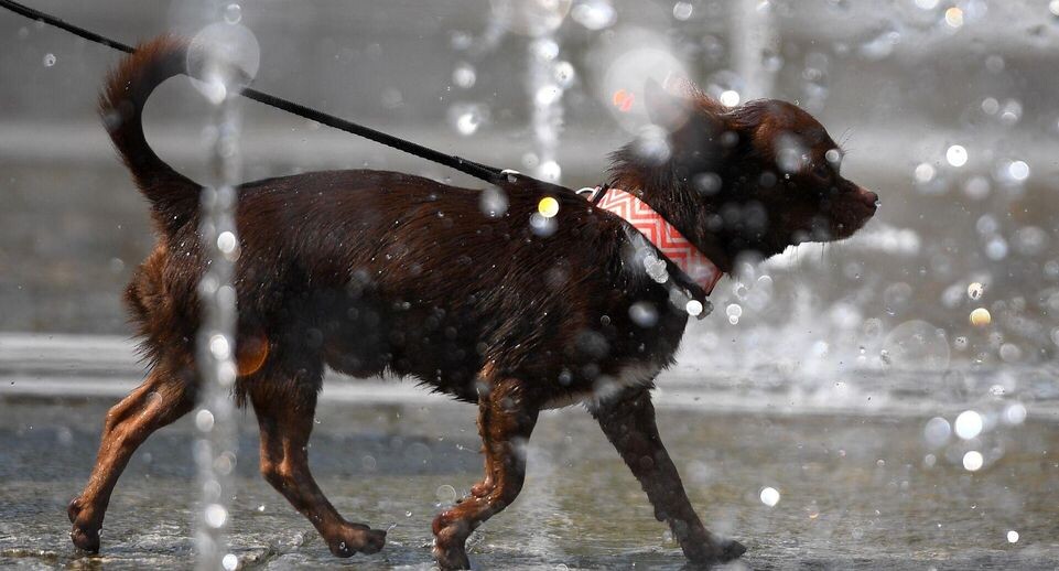    РИА «Новости»