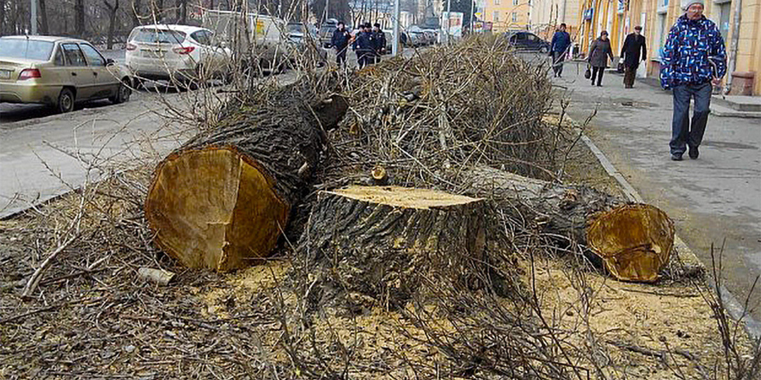 Почему от спиленных тополей так плохо пахнет