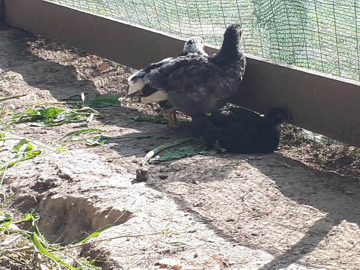 Диверсанты готовятся к десантированию