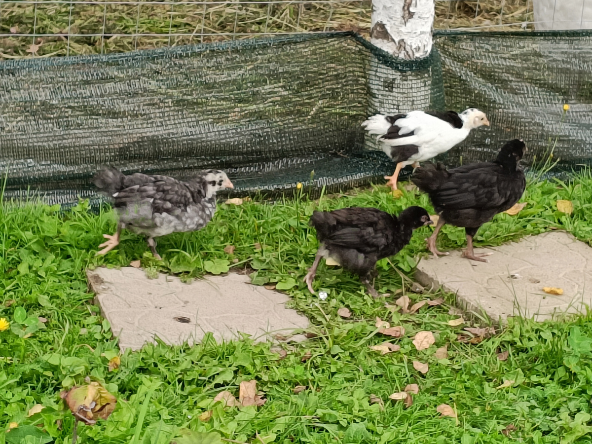 "Группа обнаружена! Уходим!"