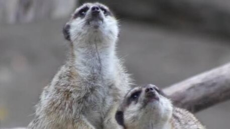    Фото: скрин видео ТГ-канала "Новосибирский зоопарк"