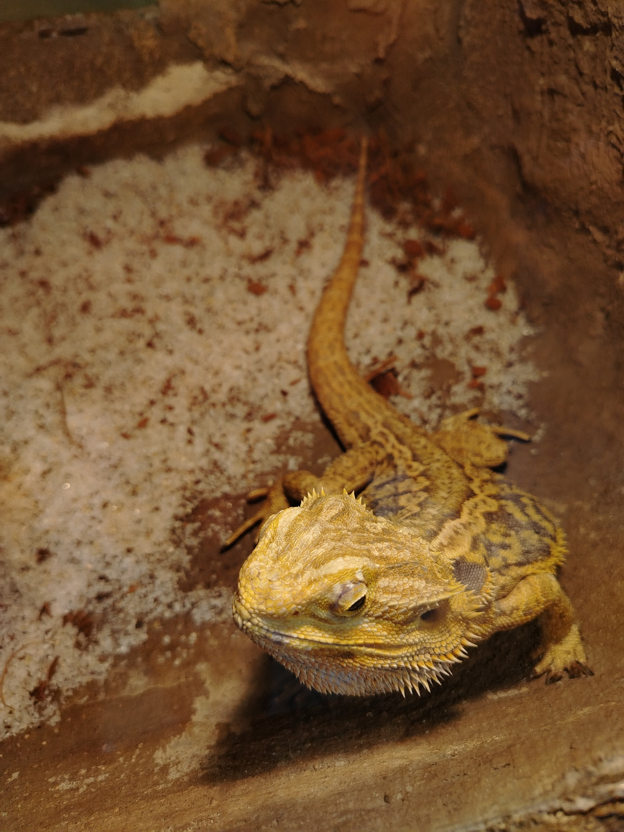 Инвестиции в рост) 