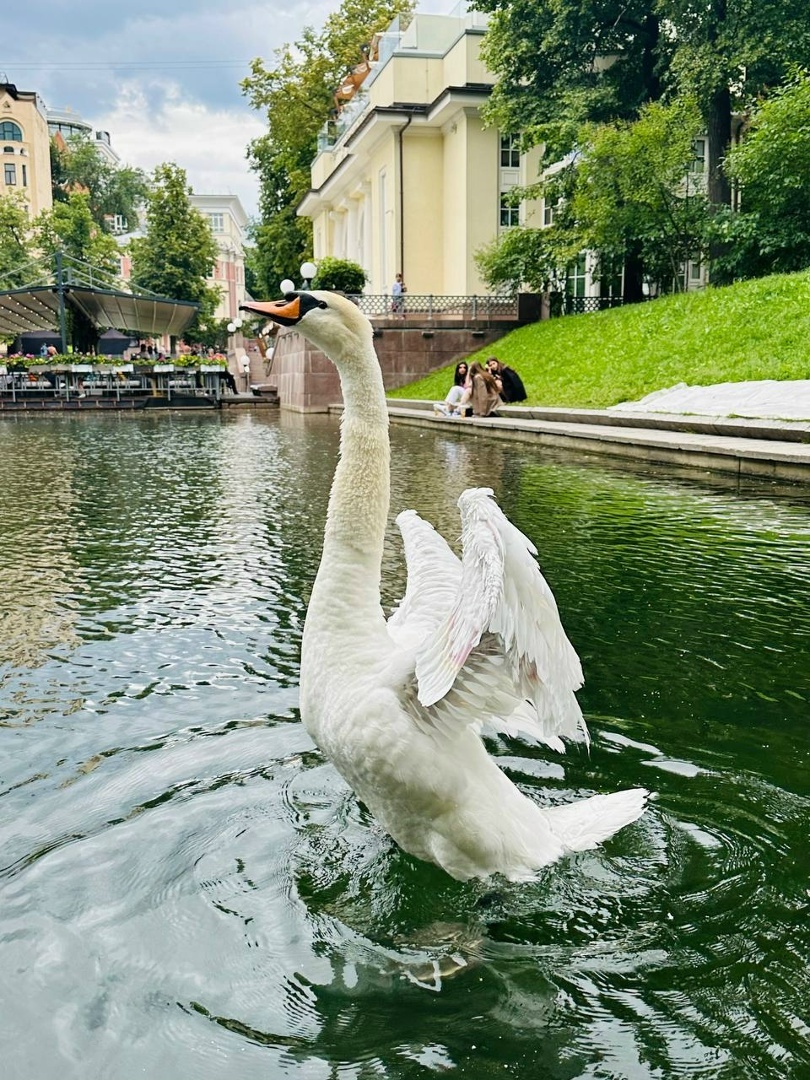 «А белый лебедь на пруду»…