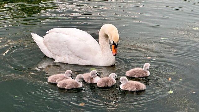 Появились птенцы