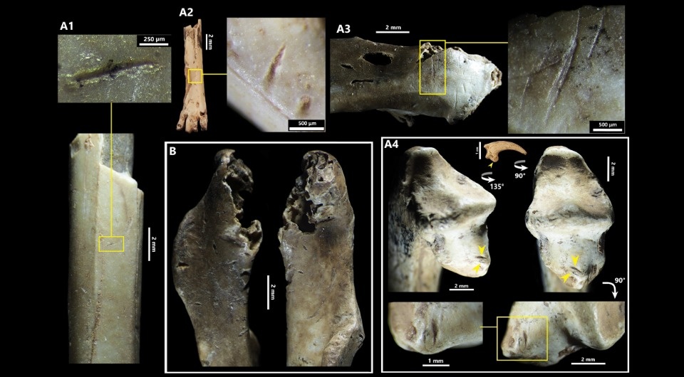   Thomas Garcia-Fermet / International Journal of Osteoarchaeology, 2025