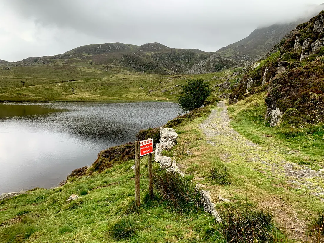 Пингвины? Чтобы получить невероятно подробное объяснение вероятного происхождения этого знака (слово «пингвин» имеет вероятное валлийское происхождение)