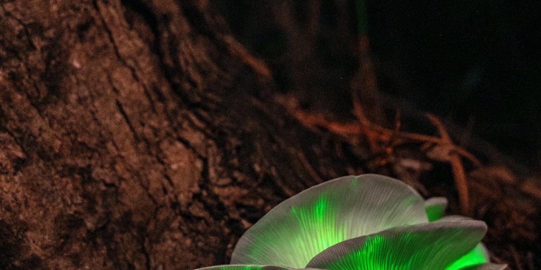 НОЧЬ НА ПРИРОДЕ: 19 ФОТО, КОТОРЫХ ВЫ РАНЬШЕ НЕ ВИДЕЛИ