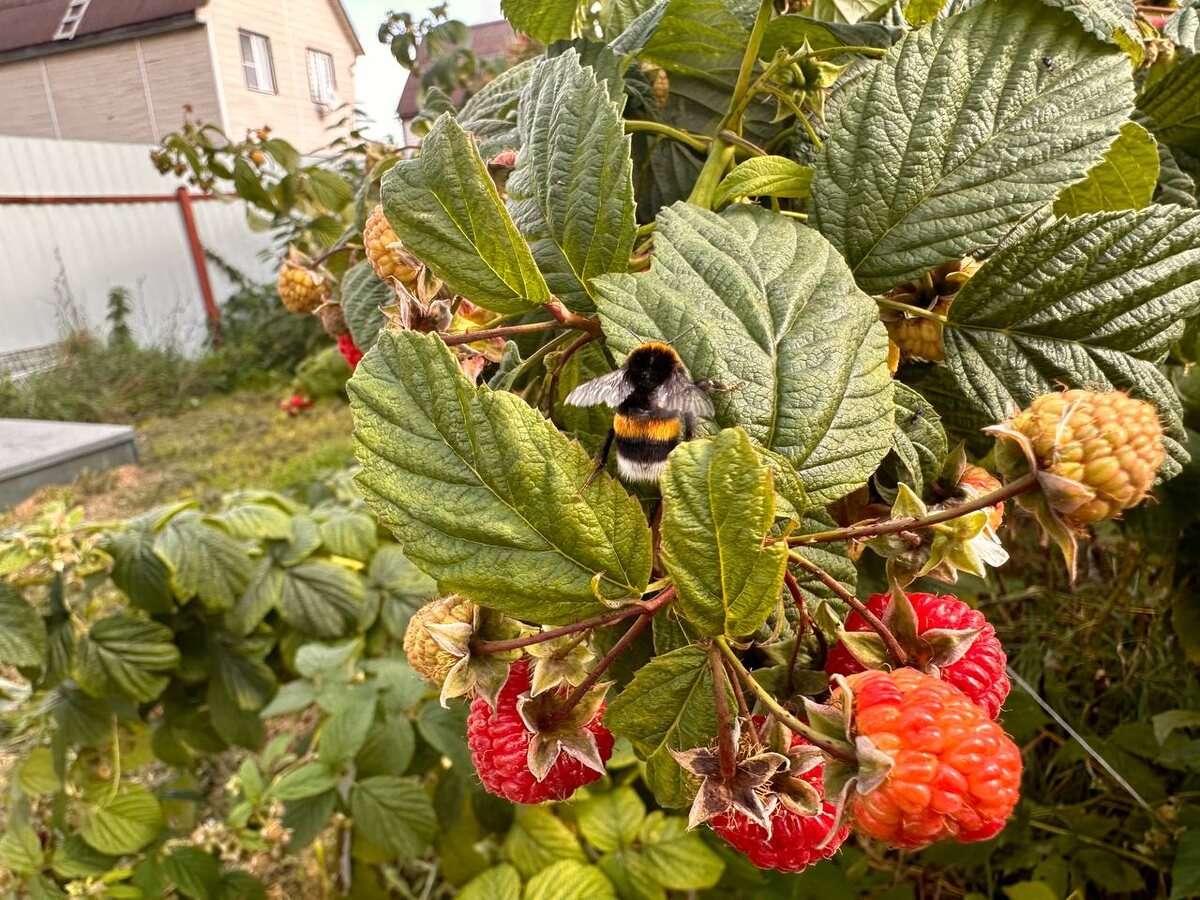 Сладкая малина