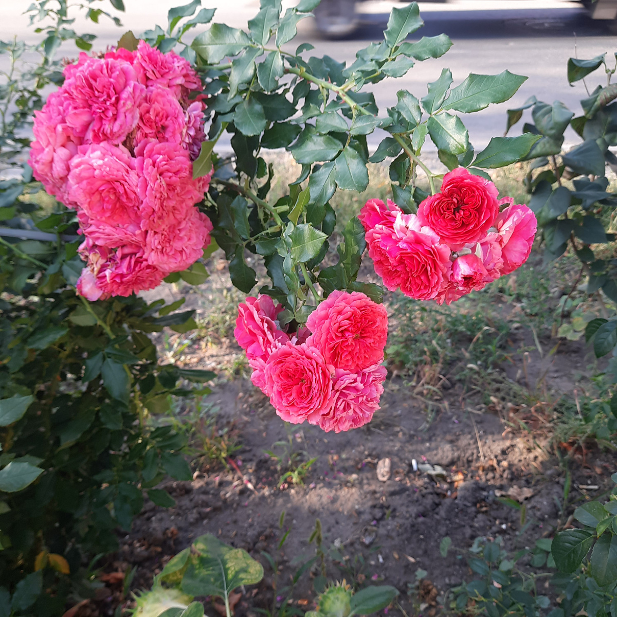 Розариум Ютерсен, плетистая роза