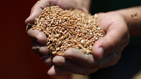    © Sputnik / Виталий Тимкив