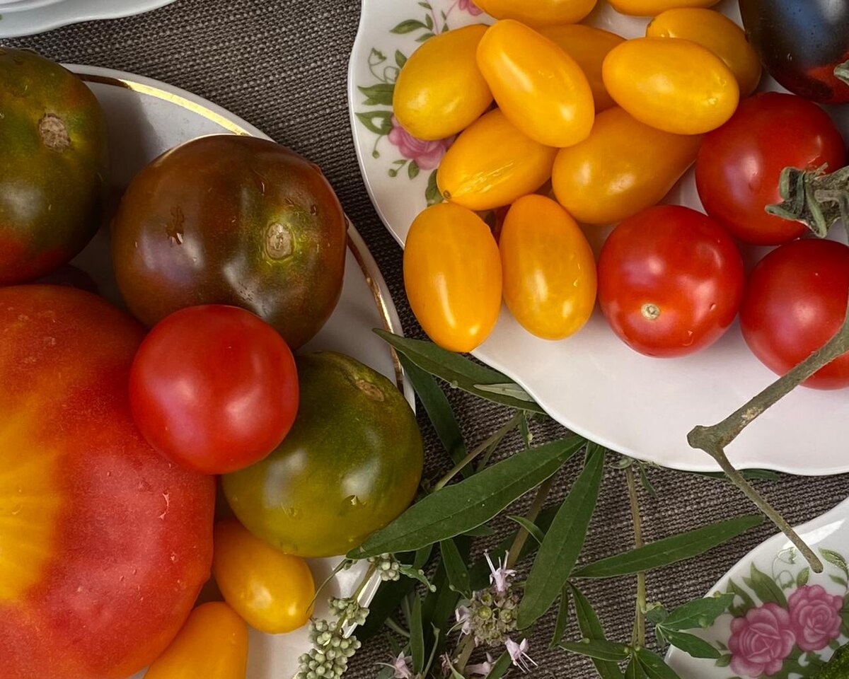Разные помидоры